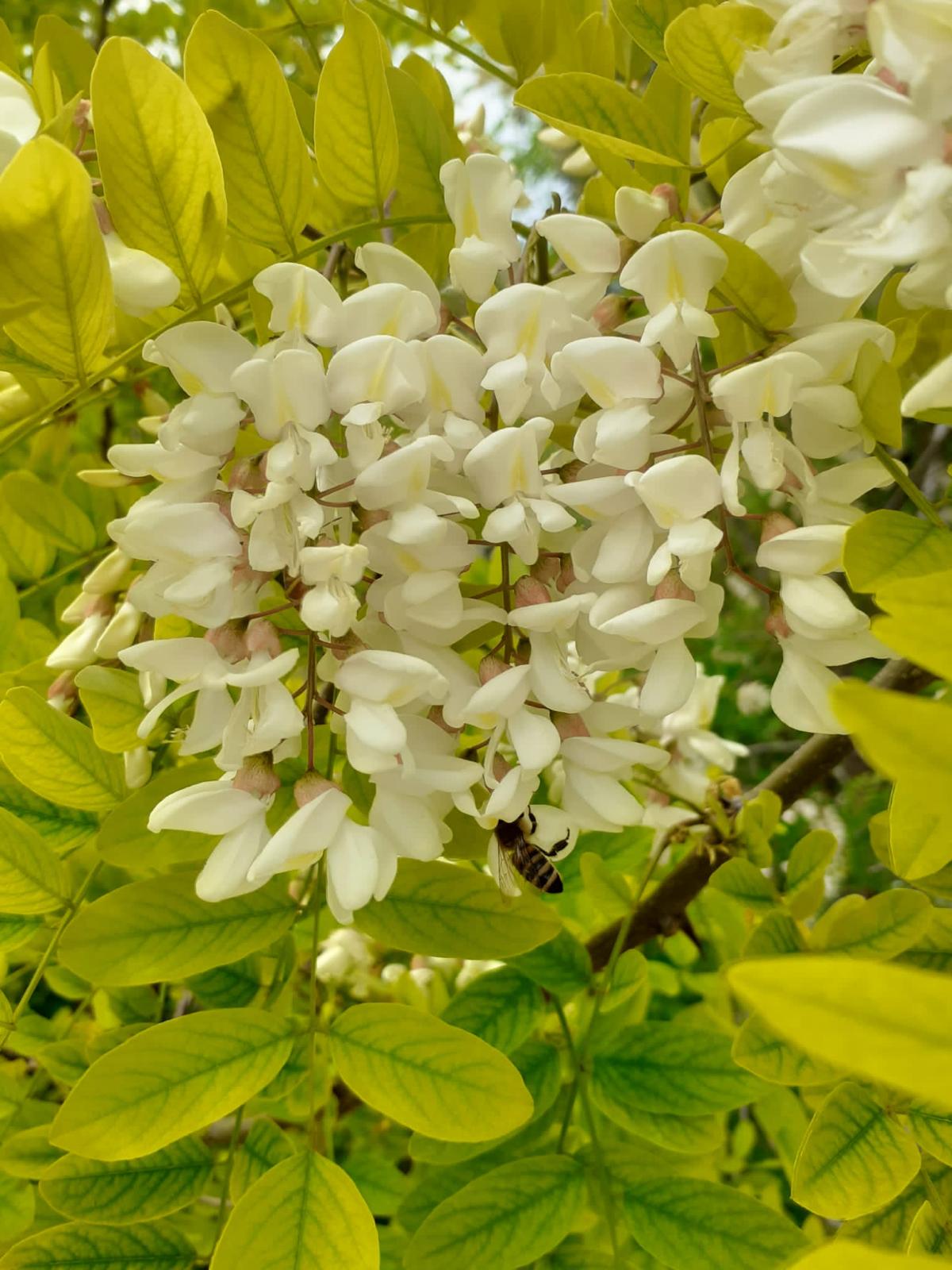 Miele di Acacia d'Abruzzo