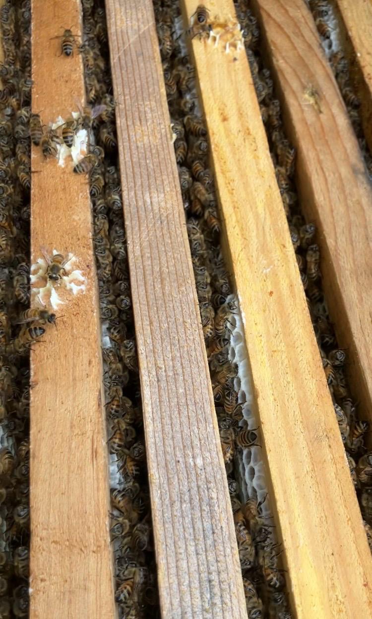 Miele di Acacia d'Abruzzo