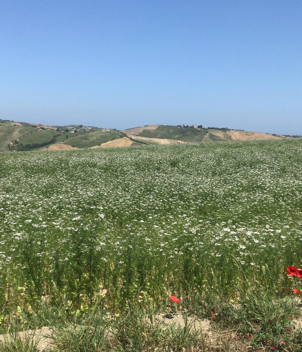 Miele Millefiori