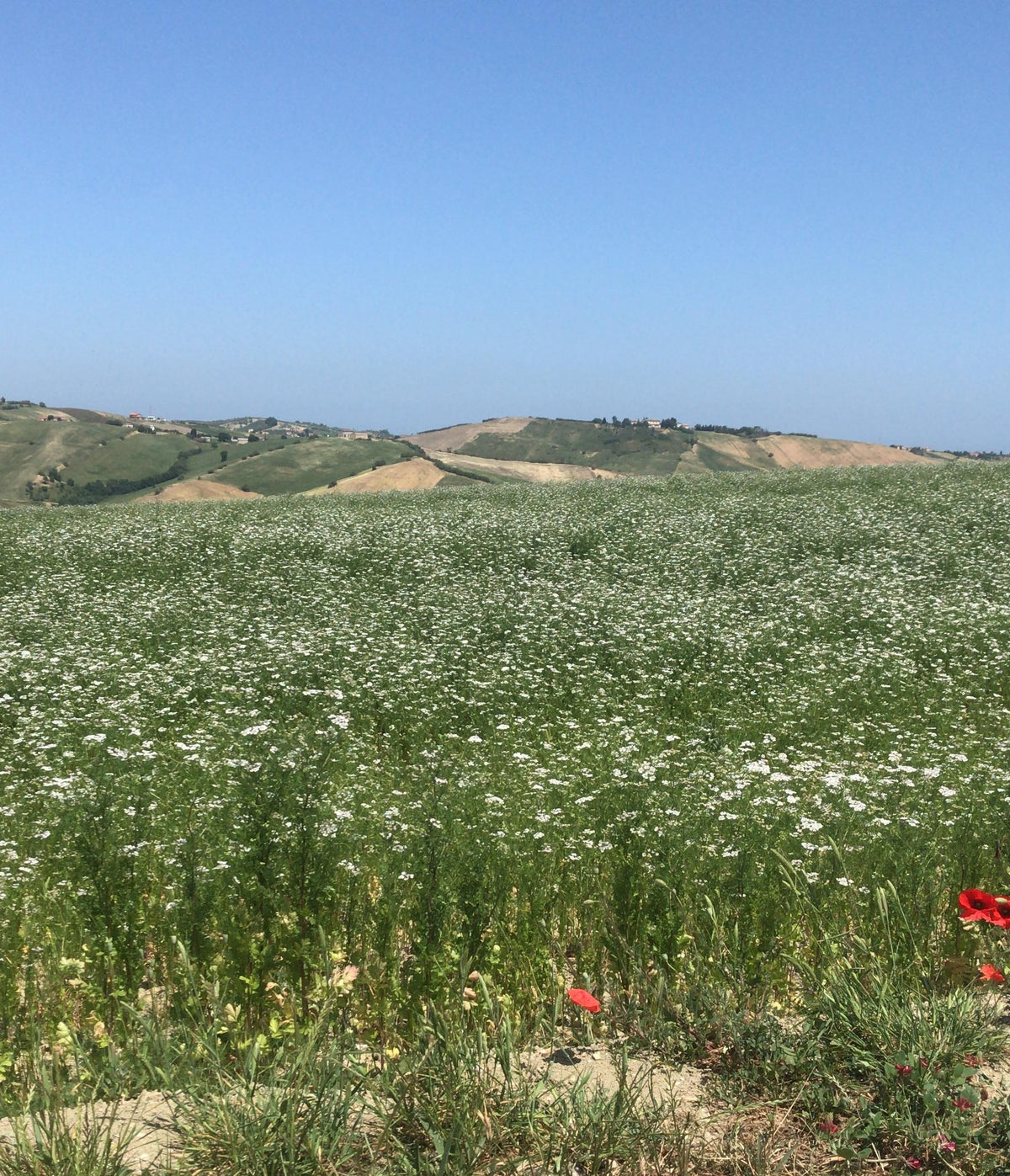 Miele Millefiori
