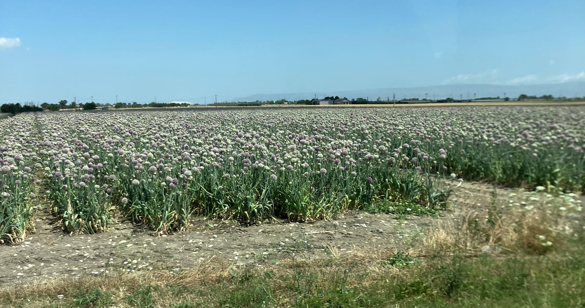 Miele Millefiori con prevalenza di Coriandolo